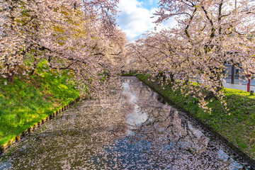 Hirosaki cherry blossoms. Hanaikada petals raft at outer moat.