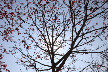 The beautiful Bombax Ceiba flower blooms in spring. This flower works as a medicine to treat inflammation, detoxification, antiseptic, blood circulation is very useful for human health