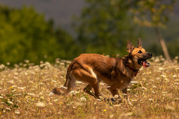 dog running in the field