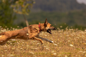 dog running in the field
