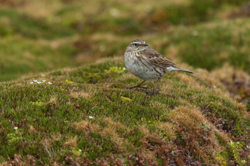 New Zealand pipit (Anthus novaeseelandiae)