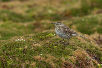 New Zealand pipit (Anthus novaeseelandiae)