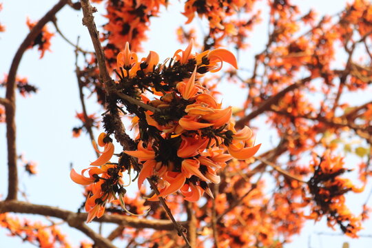 MalabarLackbaum Bilder Durchsuchen 3,514 Archivfotos,