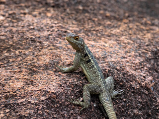 Grandidier's Madagascar swift, Oplurus grandidieri, on a rock, Andringitra National Park. Madagascar.