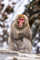 Naklejka na ściany i meble Snow monkey in Jigokudani monkey park