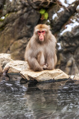 Obraz premium Snow monkey in Jigokudani monkey park