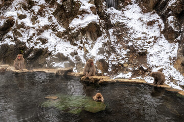 Snow monkey in Jigokudani monkey park © aaron90311