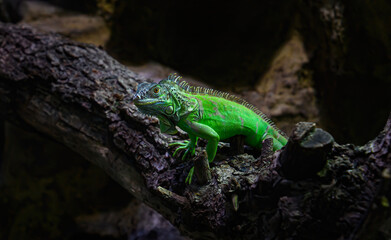 Green basilisk (Basiliscus plumifrons) or lizard helmet-bearing Basilisk. Close up view	
