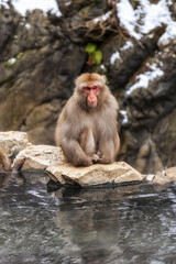 Snow monkey in Jigokudani monkey park