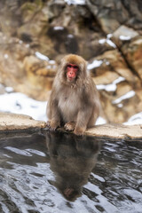 Obraz premium Snow monkey in Jigokudani monkey park
