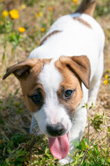 Puppies of jack Russell Terrier