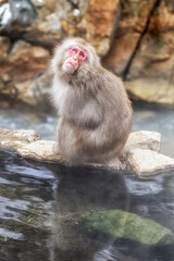 Obraz premium Snow monkey in Jigokudani monkey park