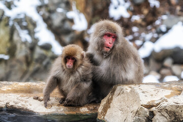 Snow monkey in Jigokudani monkey park