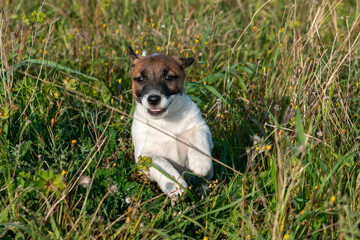 Puppies of jack Russell Terrier