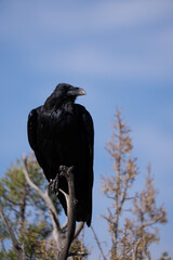 crow on a tree