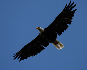 Naklejka premium american bald eagle, at Grand Teton USA