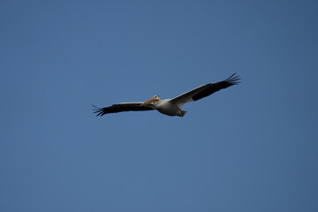 Fototapeta na wymiar Pelican in Grand Teton, USA