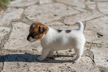 Puppies of jack Russell Terrier