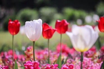 カラフルで美しい春のチューリップの花