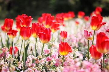 カラフルで美しい春のチューリップの花