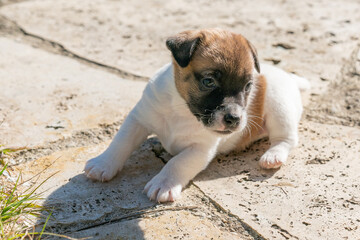 Jack Russell Terrier Dog