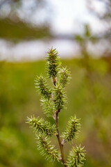Young shoots on a shrub branch close-up in the garden in spring