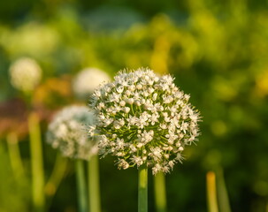 Garlic flowers close-up on the background of greenery in summer