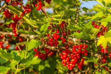 Red currant berries on a bush with leaves close-up in summer
