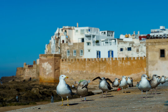 Morocco. Essaouira. The Seagulls in front of the medina