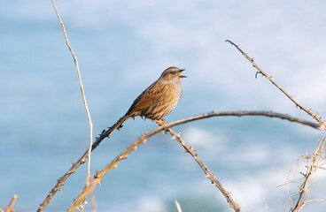 Close up of Hedge Sparrow also known as a Dunnock (Prunella Modularis) overlooking the surf of Cornwall
