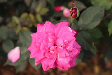 Nature. Garden flowers. Close view of a pink rose