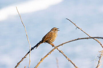 Close up of Hedge Sparrow also known as a Dunnock (Prunella Modularis) overlooking the surf of Cornwall