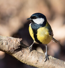 Obraz na płótnie Canvas Great tit, Parus major. On a sunny morning in the woods, a bird sits on a thick tree branch