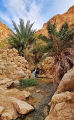Stream flowing through Chebika Oasis, Tunisia