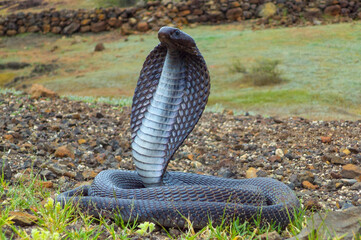 Indian spectacled cobra with hood upright, Naja naja, Satara, Maharashtra,  India, Satara, Maharashtra