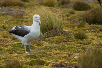 Southern royal albatross (Diomedea epomophora)