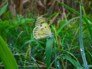 Orange tip butterfly, Anthocharis cardamines, Satara, Maharashtra