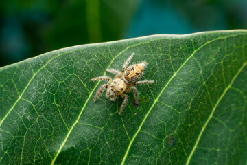 Dorsal of Jumping spider, Salticidae, Satara, Maharashtra
