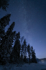 Stars above the forest