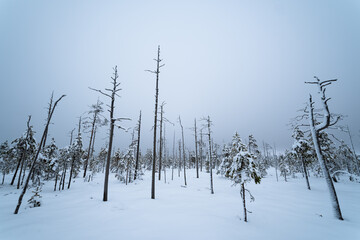 Winter in marsh