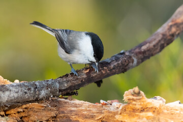 Willow tit at branch