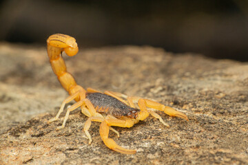Indian red tailed scorpion, hottentota tamulus, Satara, Maharashtra 