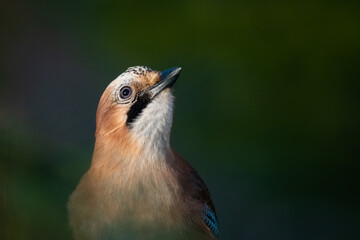 Eurasian jay in the forest