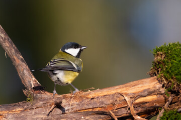 Great tit on the branch