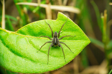 Yellow long leg huntsman spider Sparassidae,  Satara, Maharashtra 
