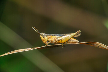 Grasshopper species, Satara, Maharashtra
