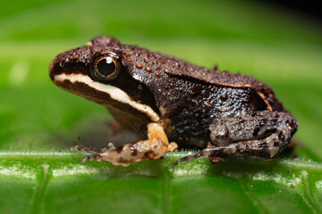 puerto rican white lipped frog in the grass