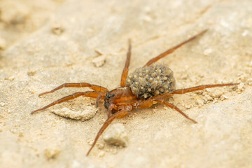 Wolf spider carrying babies on  back, Satara, Maharashtra 