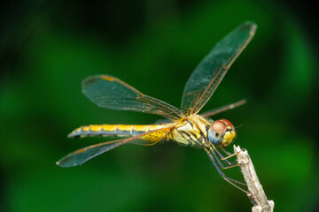 Yellow skimmer dragonfly,, Pantala flavescens Dorsal view, Satara, Maharashtra