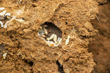 Juvenile wheat termites, Microtermes obesi, Satara, Maharashtra